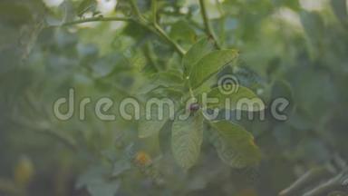 科罗拉多马铃薯甲虫吃马铃薯植物的一片叶子。
